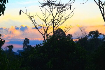 sunrise in the forest