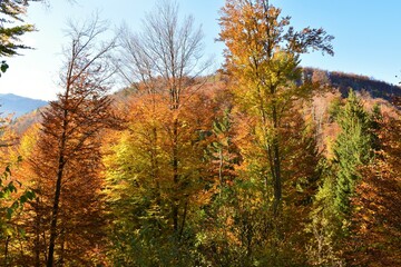 Fototapeta premium Colorful red and yellow temperate, deciduous, broadleaf forest in yellow and red autumn foliage