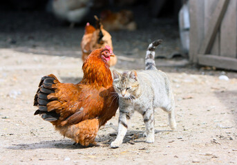 Friendship of a red hen and a gray cat. Pets and birds in the village in natural conditions. The farm is on the street. A copy of the space. Front view. Horizontal image.