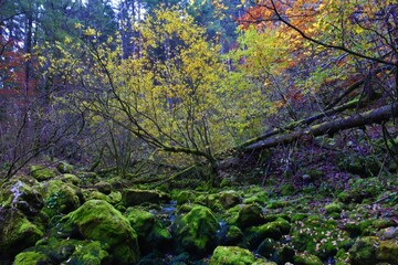 Water spring in Kamniska Bistrica, Slovenia with moss covered rocks and a tree above in yellow autumn foliage