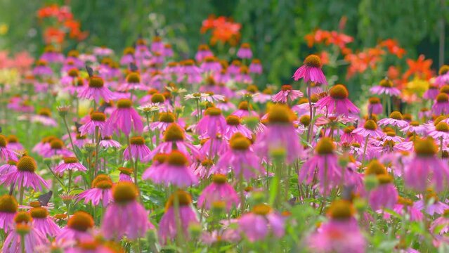 Many butterflies are flying in the meadow full of flowers in 4k slow motion 60fps