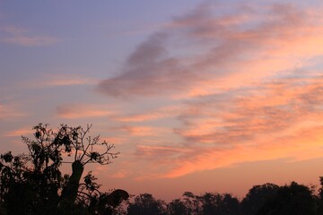 Obraz premium sunset in the forest