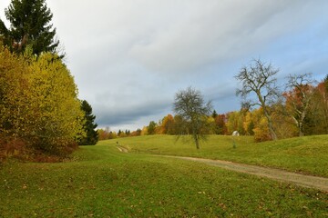Green meadow with the forest on the edge in autumn colors