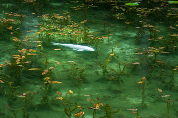 岐阜県関市根道神社のモネの池にいる白い鯉