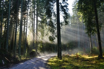 Boreal conifer spruce forest with sunrays lighting the fog