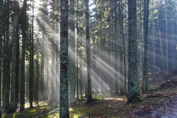 Boreal conifer spruce forest with sunrays lighting the fog