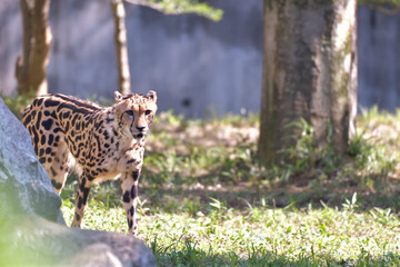 繋がった斑点模様が特徴のキングチーター