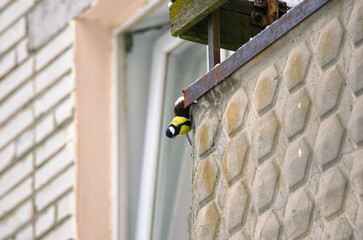 Titmouse on balcony of a house