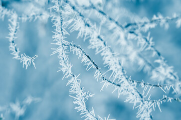 Bare trees branches covered with snow in winter.
