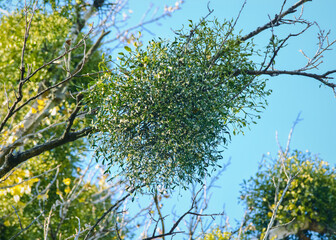 Mistletoe on tree in autumn park