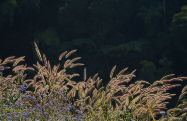 Rim light of grass flower line with dark green background