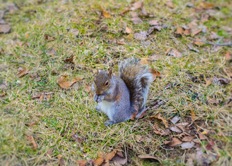 Bushy-tailed squirrel in the spring Central Park, New York, USA	