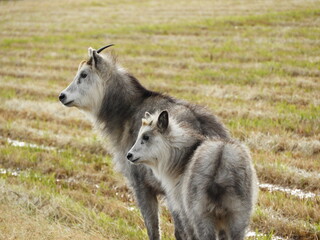 二ホンカモシカの親子