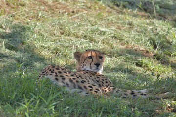 多摩動物公園のチーター