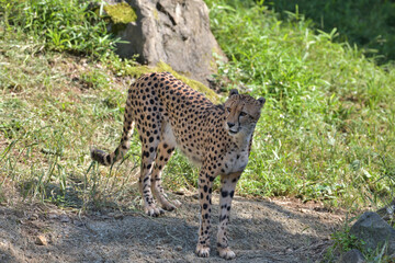 多摩動物公園のチーター