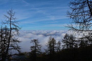 Low level stratus clouds covering the landscape and trees in front - obrazy, fototapety, plakaty