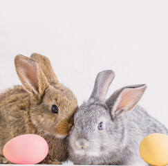 bunnyes with easter eggs on white background