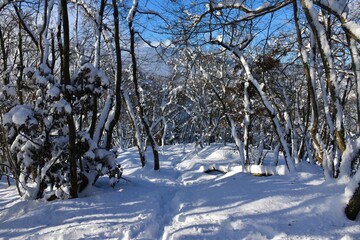 Idyllic winter temperate, deciduous forest with a snow trail