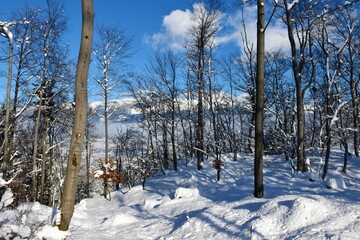 Deciduous, temperate beech (Fagus sylvatica) forest in winter with Karavanke mountains in Slovenia