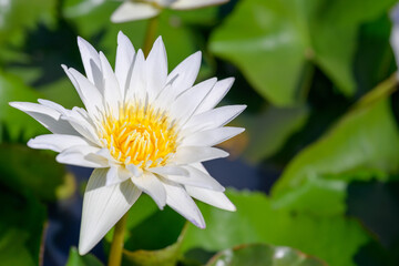 Top view photo of a beautiful white lotus flower. lotus in the pond green lotus leaf background