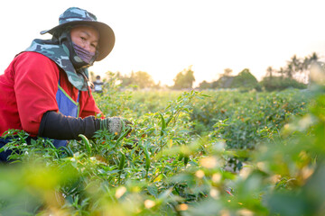 Farmers planting peppers Harvesting on red outline chili peppers in a garden with red and green...