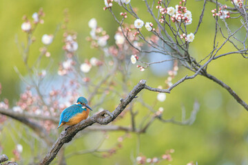 青い宝石のカワセミ