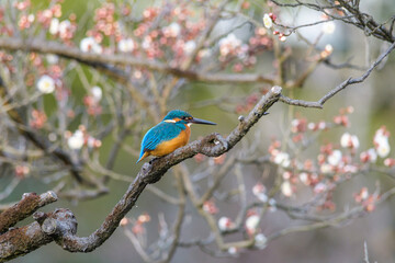 日本の野鳥のカワセミ
