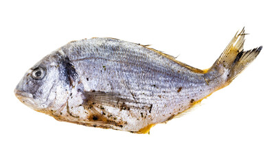 raw marinated in oil sea bream isolated