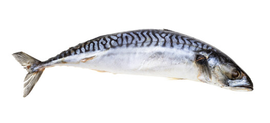 frozen mackerel fish isolated on white