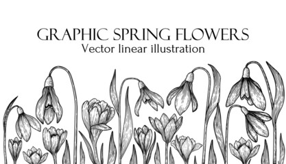 Vector illustration of graphic linear spring flowers. Snowdrops and crocus - obrazy, fototapety, plakaty