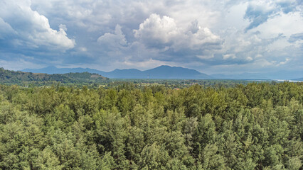 Fototapeta na wymiar Pine forest in Laem Son national park, Ranong, Thailand