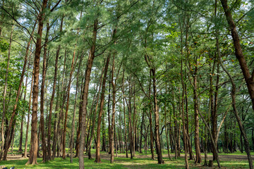 Obraz premium Pine forest in Laem Son national park, Ranong, Thailand