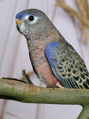 Neopsephotus, Neopsephotus bourkii, Bourkesittich, Vögel Australiens, Grassittiche, langschwänziger Sittich, Papagei, Sittich, Volierenaufnahme, Rosenbauchsittich, VogelPorträt.