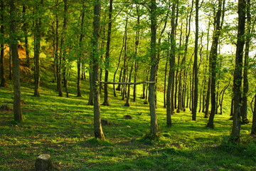 forest in the morning