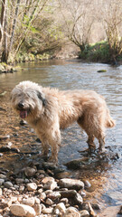 Perro pastor peludo en arroyo de agua