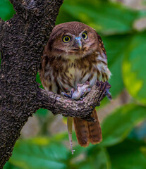 Argentina, an Austral  Pygmy Owl is devouring a lizard.