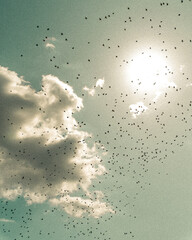 lake in austira with many birds flying