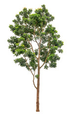tree tropical isolated on white background

