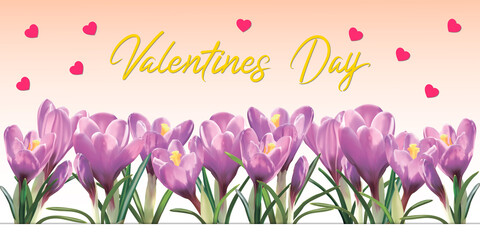 Holiday card for valentine's day. Vector design for creating cards, banners, stickers, flyers, etc. Beautiful crocuses on a white background.