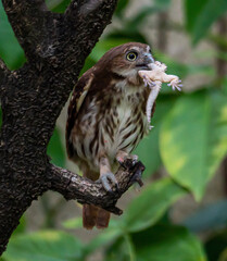 Argentina, an Austral  Pygmy Owl is devouring a lizard.
