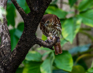 Argentina, an Austral  Pygmy Owl is devouring a lizard.