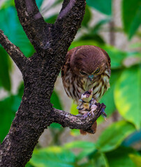Argentina, an Austral  Pygmy Owl is devouring a lizard.