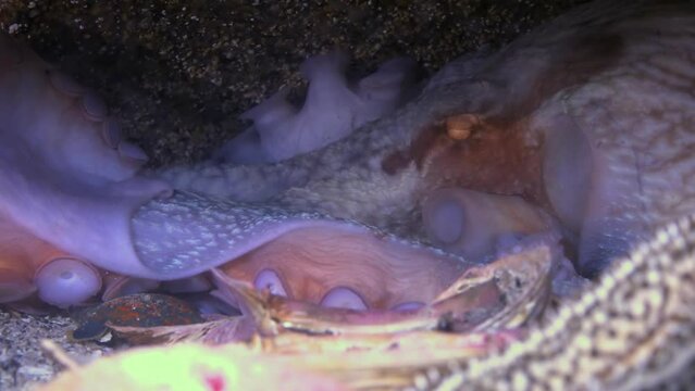 A giant Pacific octopus is a terminal spawner and the female guards the eggs and then dies after the little ones are born. When guarding the eggs she tends to them by softly aggitating them so oxygen