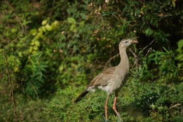 grey crowned crane