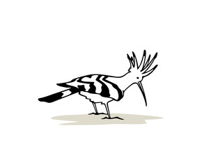 Vector illustration of hand drawn sweet Hoopoe. Ink drawing, graphic style. Beautiful animal design elements.
