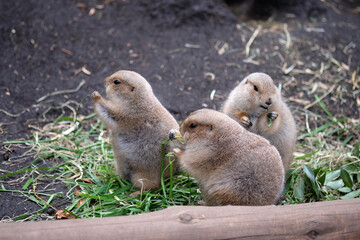 仲良く食事をする秋のオグロプレーリードッグ