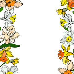 Vector Narcissus floral botanical flower. Black and white engraved ink art. Frame border ornament square.