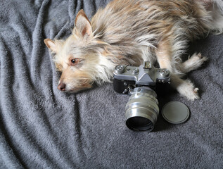 A cute dog lying on a blanket and an old film camera lies next to it