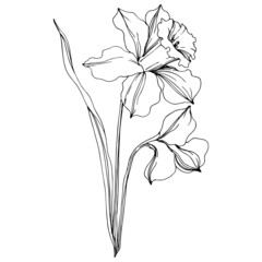 Vector Narcissus floral botanical flower. Black and white engraved ink art. Isolated narcissus illustration element. - obrazy, fototapety, plakaty