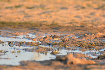water bird, migration, little ringed, little-ringed plover, birds, waterbird, natural, small, outdoor, water, animalia, shorebirds, asia, birding, common ringed plover, cute, background, feather